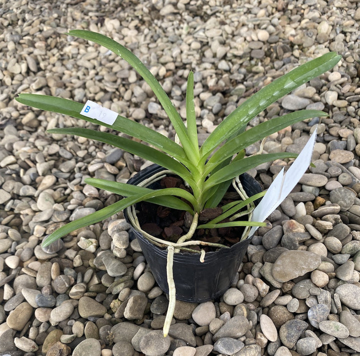 Vanda alpina × curvifolia