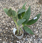 Cattleya intermedia var. alba × self