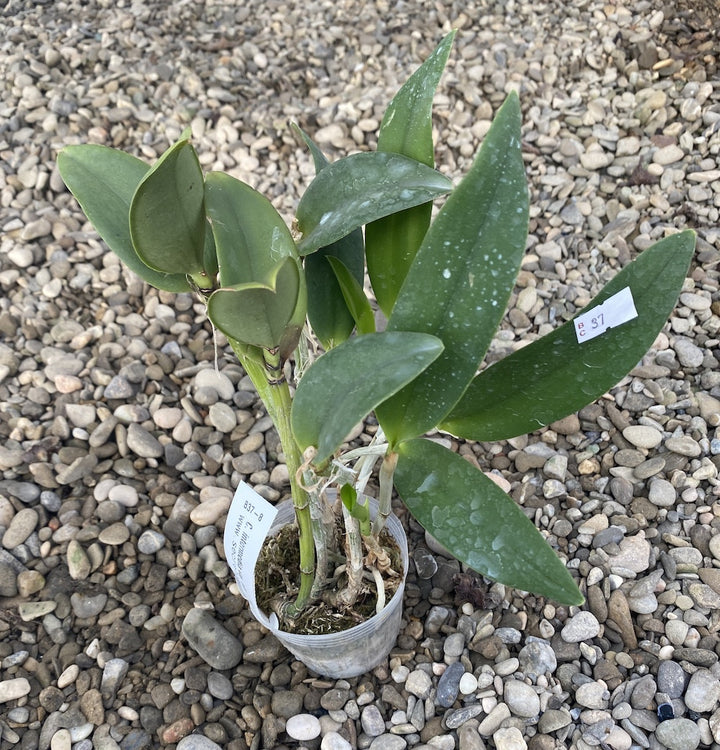 Cattleya intermedia var. alba × self