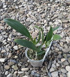Cattleya Batemanniaua × Brassavola nodosa