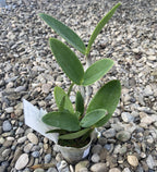 Cattleya Royal Cognac 'Wilson'