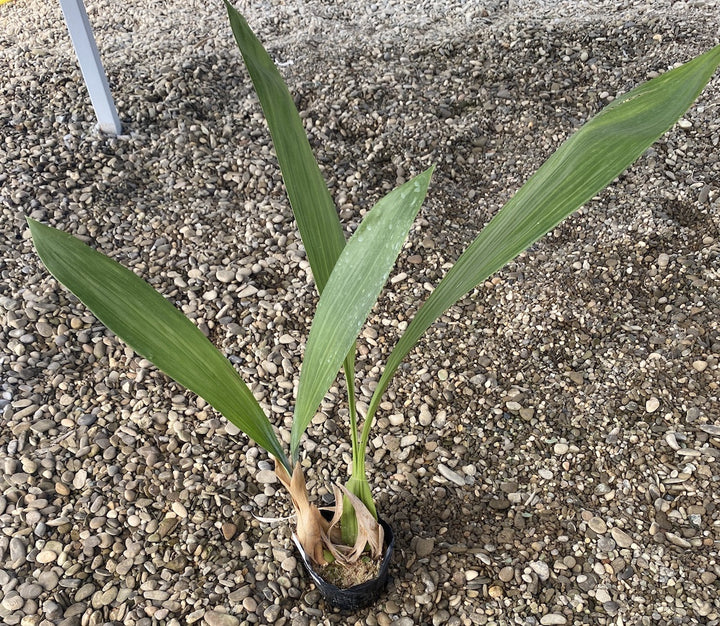 Orhidee Coelogyne pandurata