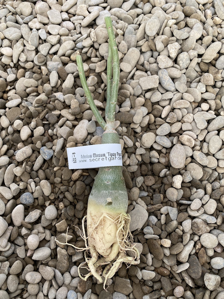 Adenium Obesum 'Tipsy Peach'