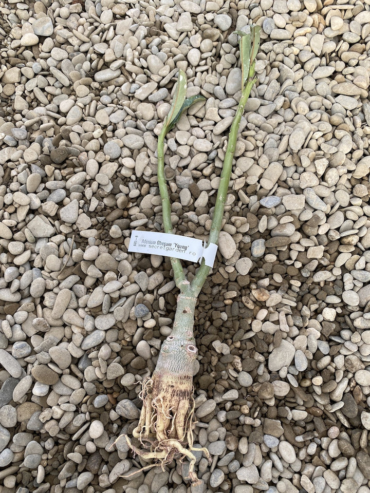 Adenium Obesum 'Young'