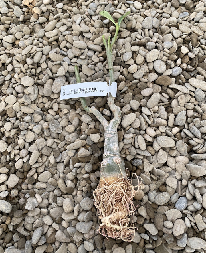 Adenium Obesum 'Maple'