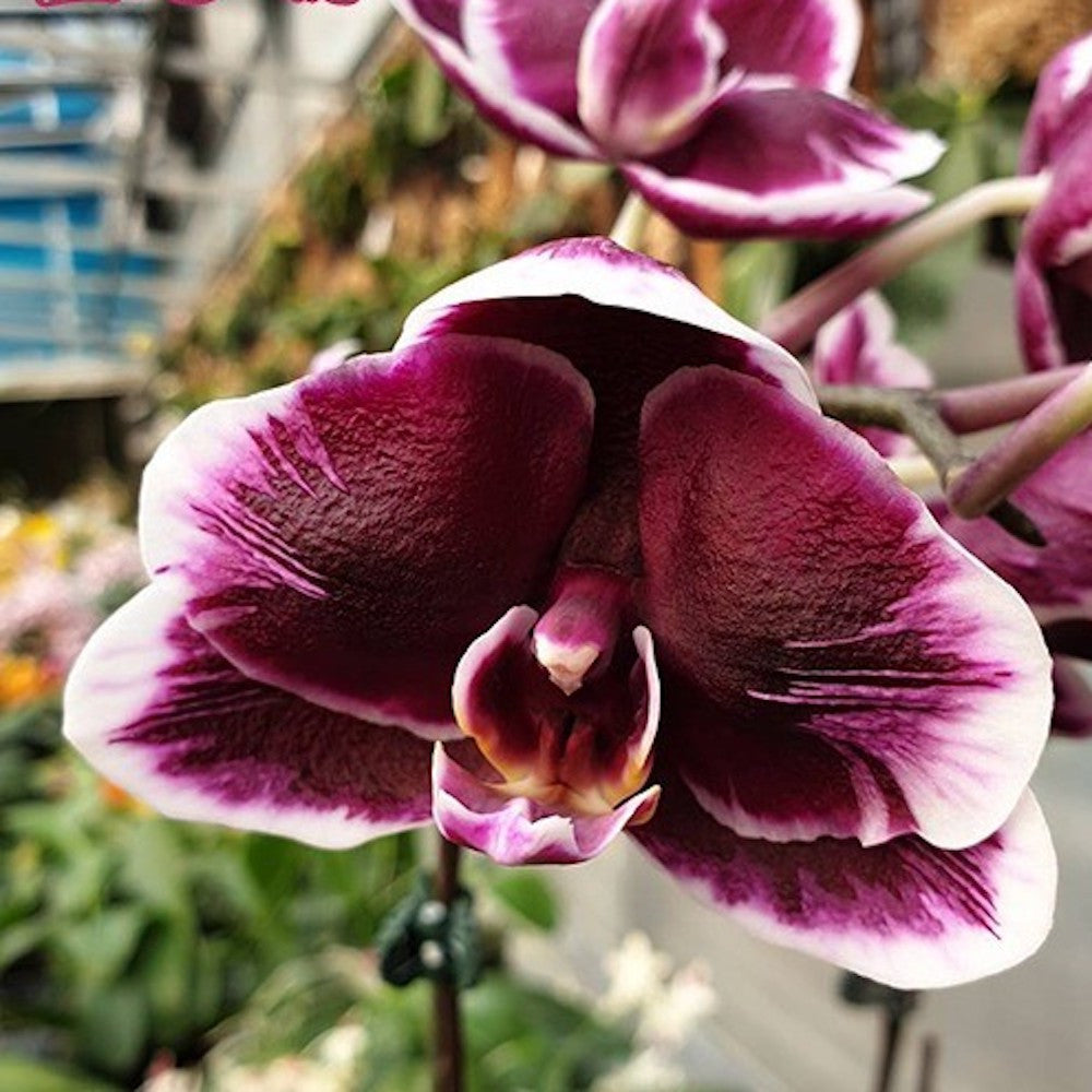 Phalaenopsis Ever Spring Prince 'Star #6' (Black Leaves) – Secret ...