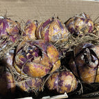 Set de 10 bulbi crini orientali de gradina, mix de specii, pret atractiv