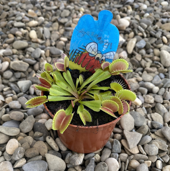 Dionaea - O planta carnivora de exceptie