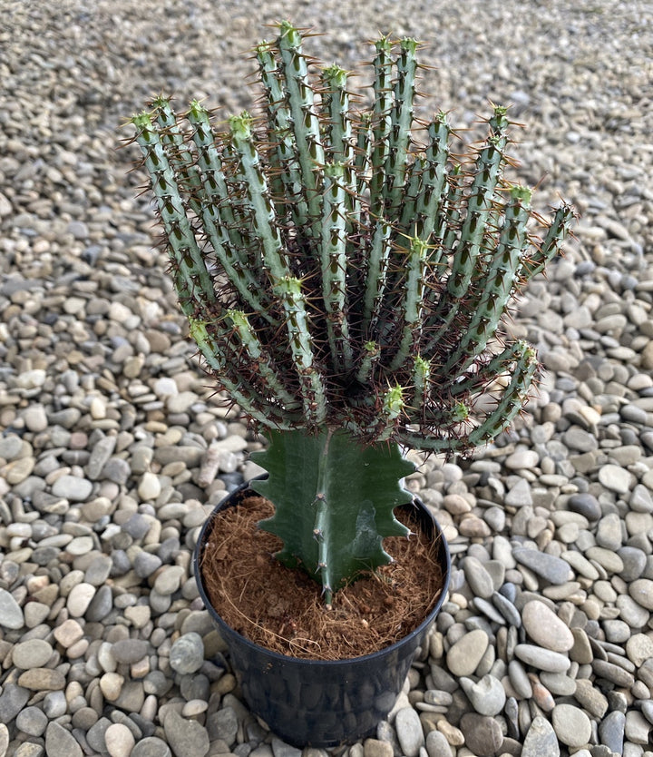 Castle Frankenstein Grafted Pencil Cactus - Euphorbia Aeruginose