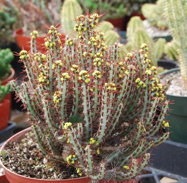 Castle Frankenstein Grafted Pencil Cactus - Euphorbia Aeruginose