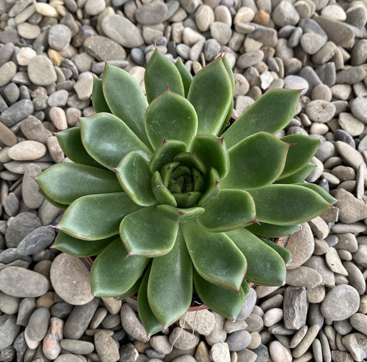 Echeveria Miranda