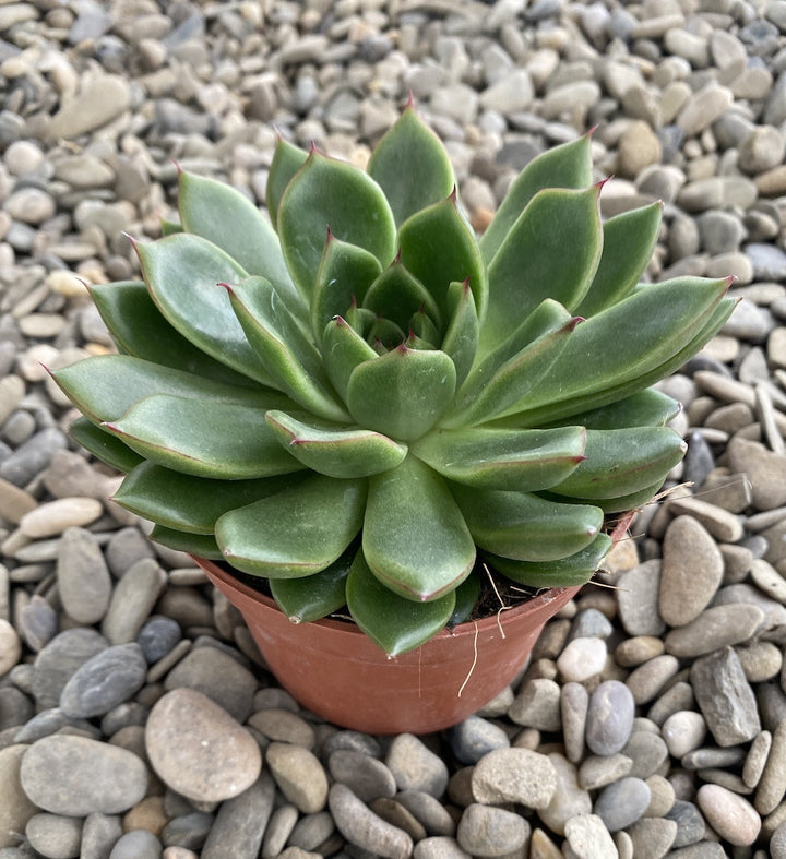 Echeveria Miranda