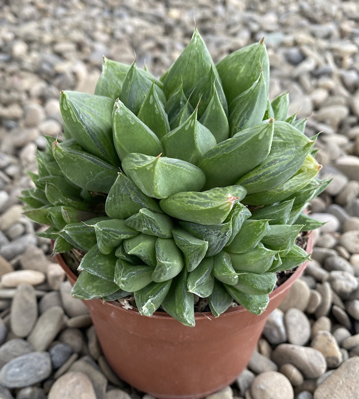 Haworthia cymbiformis