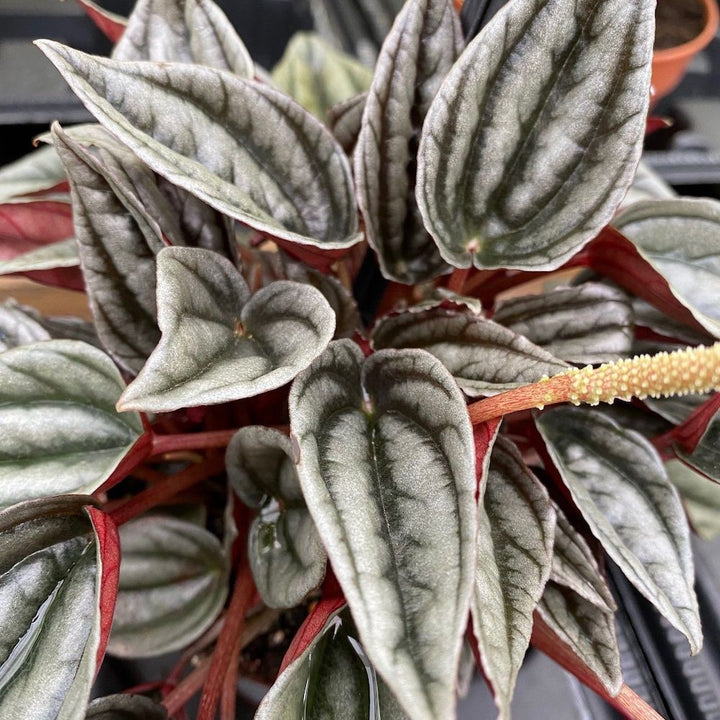 Peperomia Mendoza