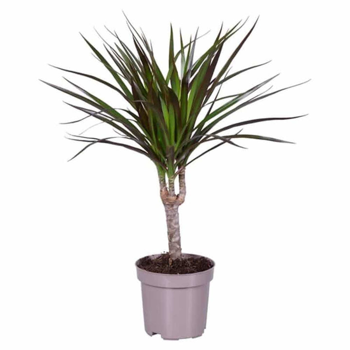 Dracena - Dracaena Magenta