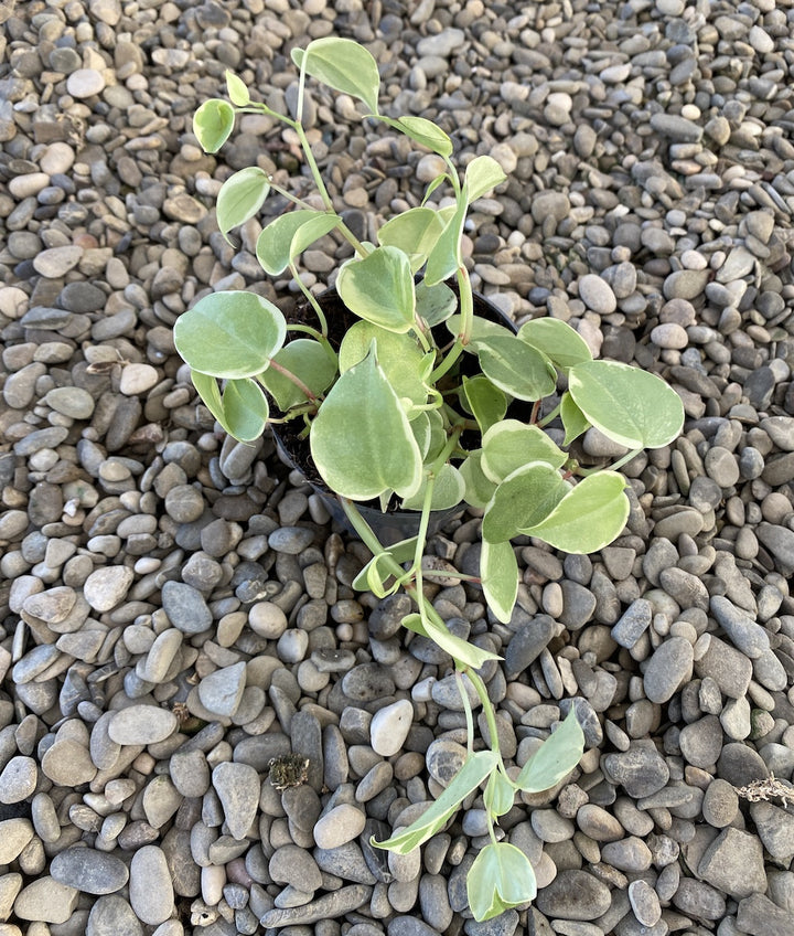 Peperomia Scandens Variegata