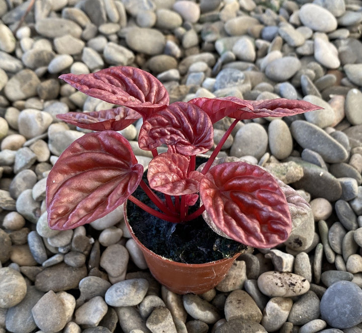 Peperomia caperata Quito