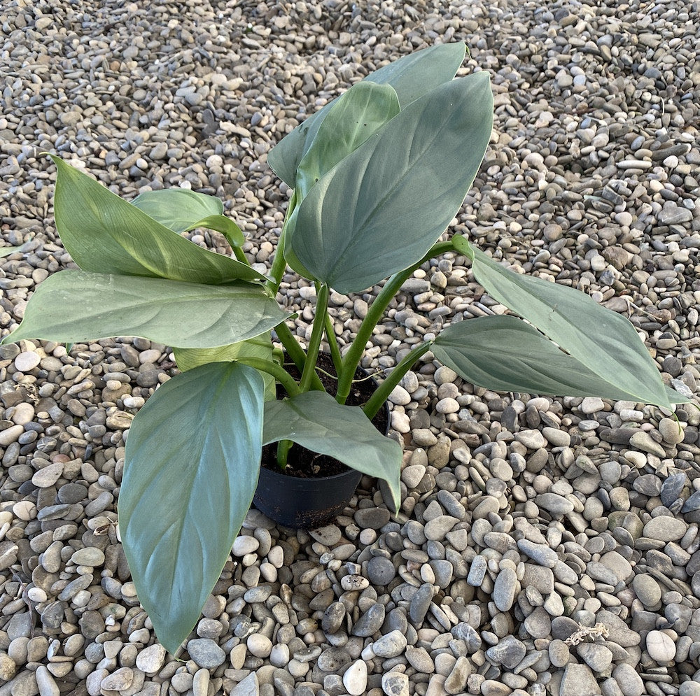 philodendron gris Philodendron Gris Argenté – Secret Garden Plant Shop