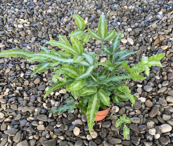 Pteris cretica Albolineata