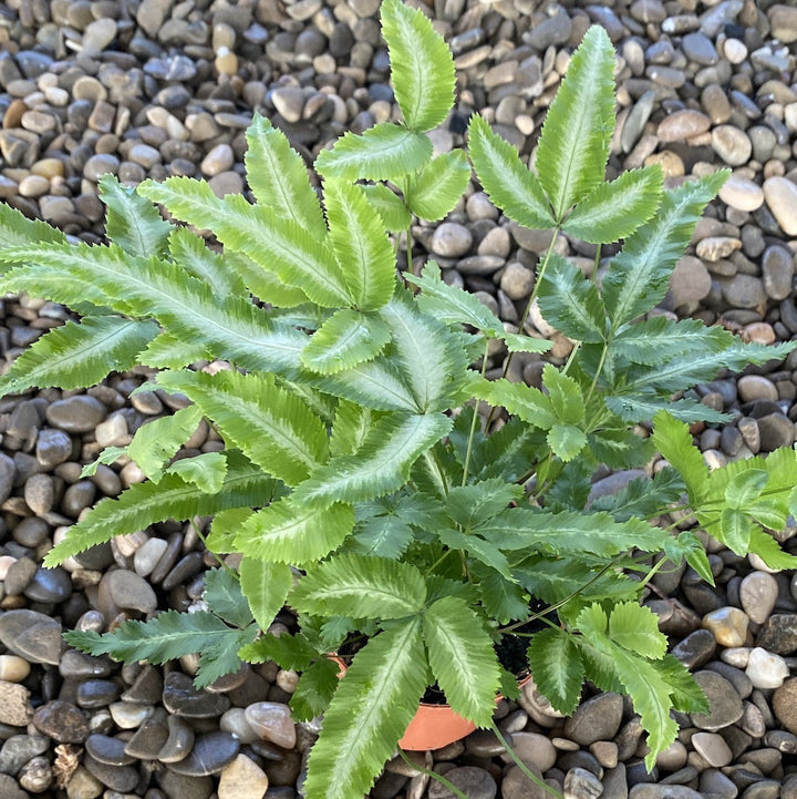 Pteris cretica Albolineata