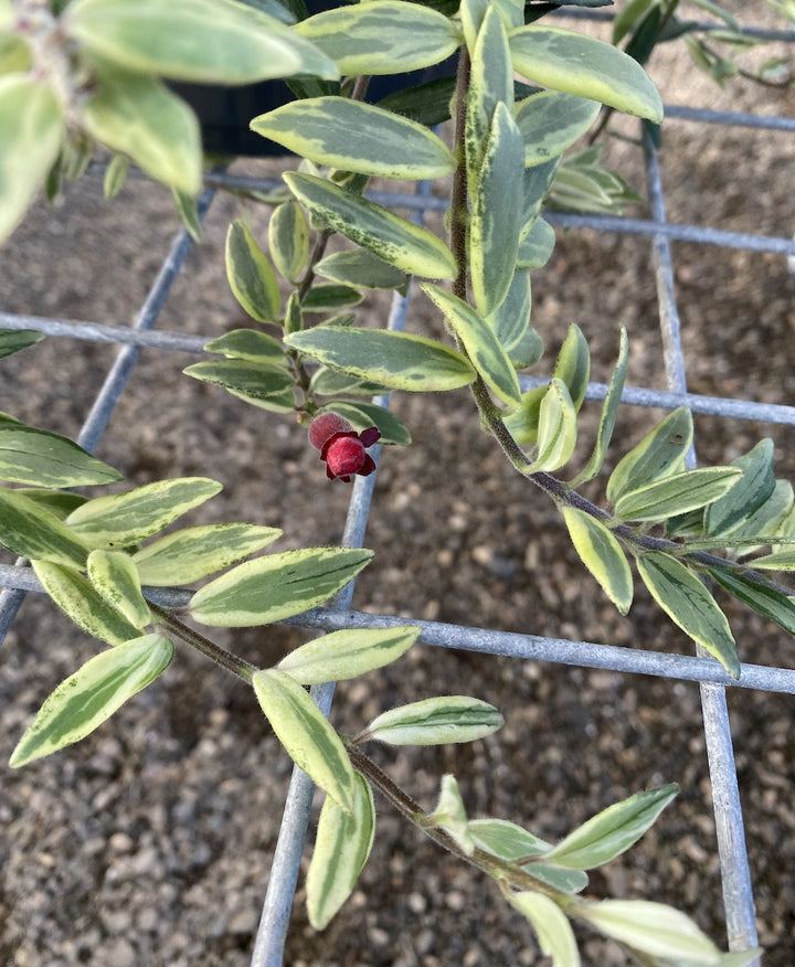 Aeschynanthus Bolero cu frunze variegate (Lipstick plant)