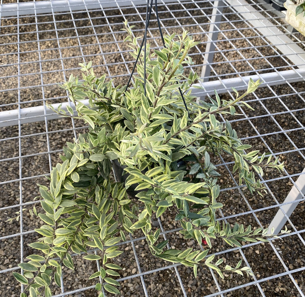Aeschynanthus Bolero cu frunze variegate (Lipstick plant)