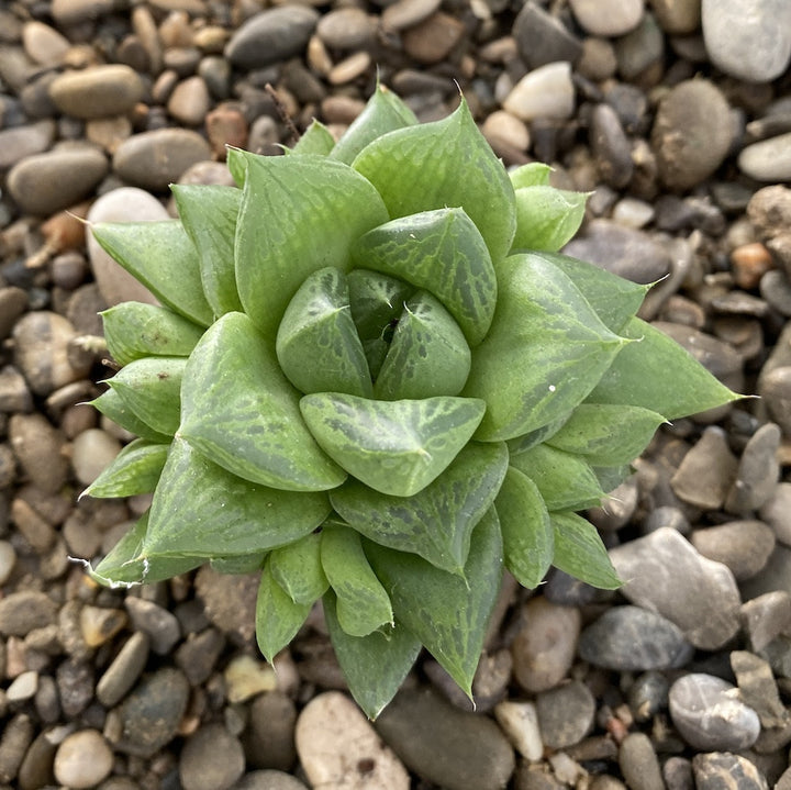 Haworthia cymbiformis