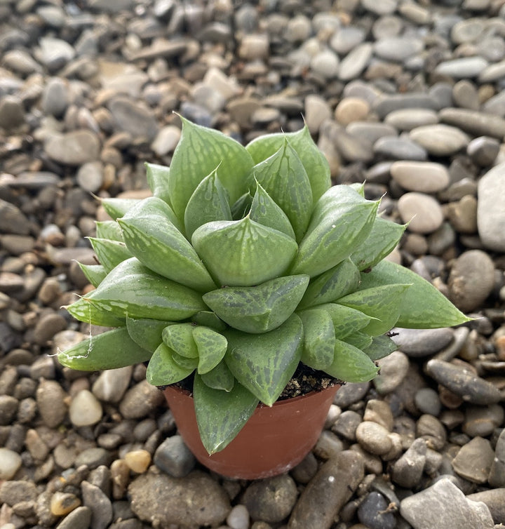 Haworthia cymbiformis