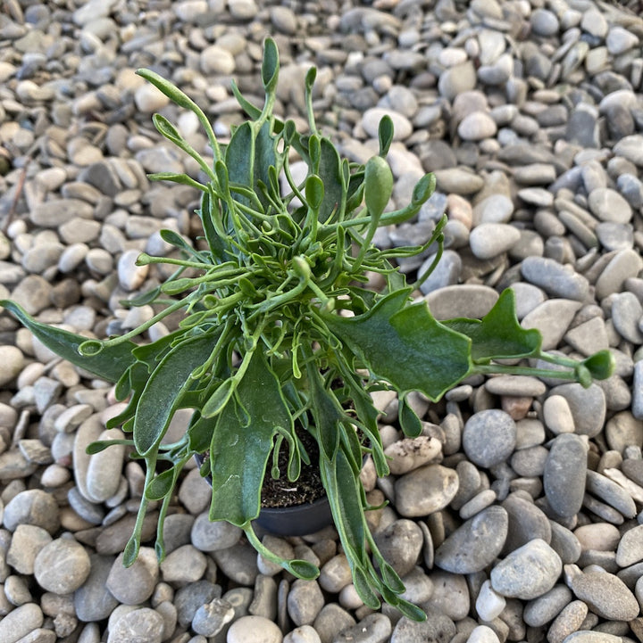 Kalanchoe Taranta Pink