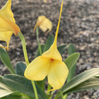 Orhidee Masdevallia galbena