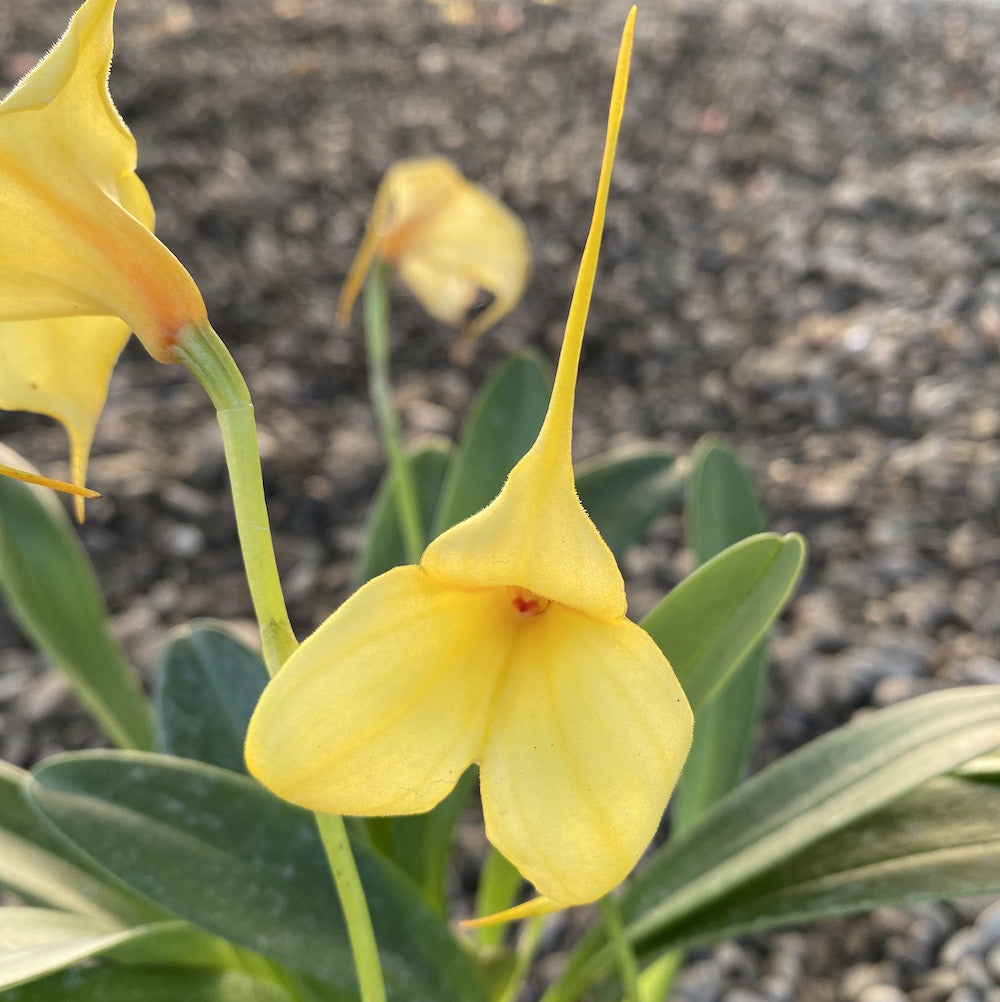 Orhidee Masdevallia galbena