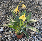 Orhidee Masdevallia galbena
