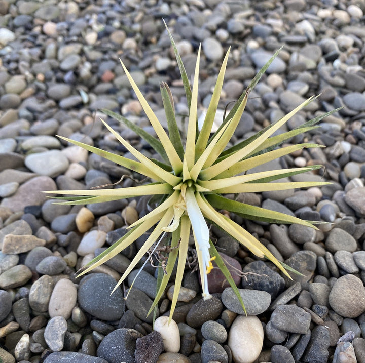 Tillandsia Alba - planta aeriana