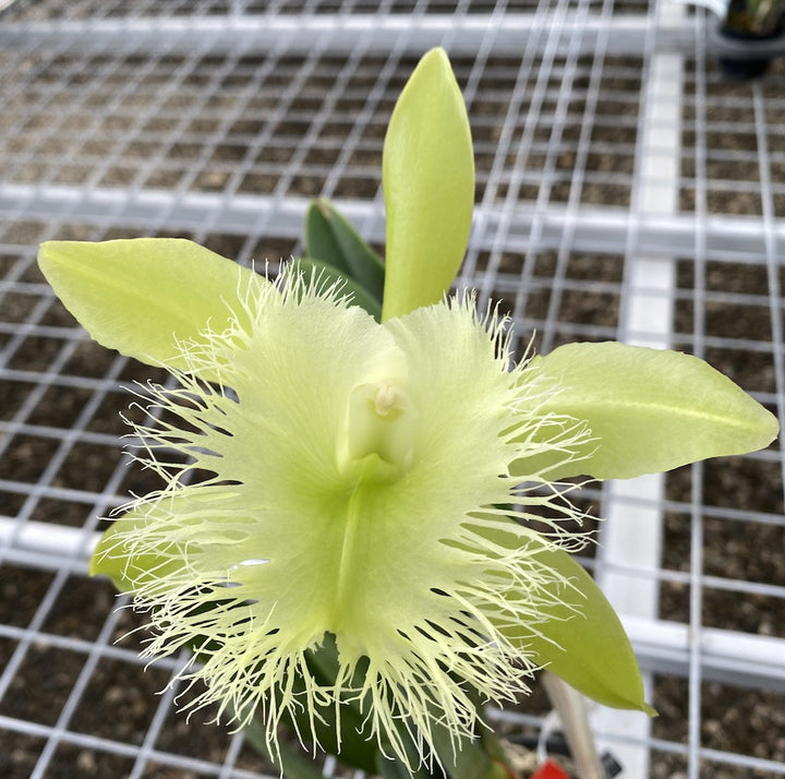 Orhidee Rl. (Brassavola) digbyana FCC/AOS