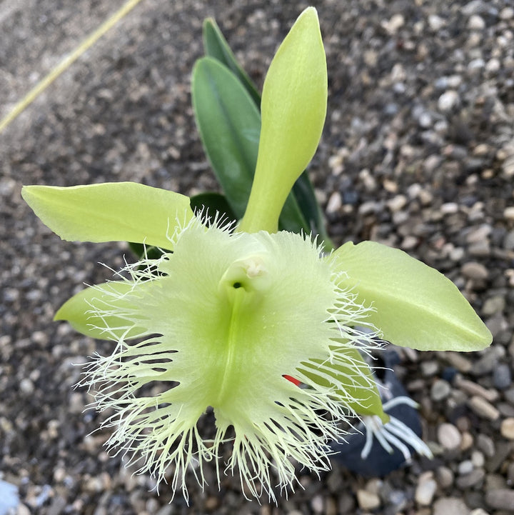 Orhidee Rl. (Brassavola) digbyana FCC/AOS