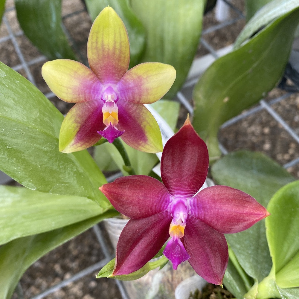 Phalaenopsis Germaine Vincent var. blue × Dragon Tree Eagle