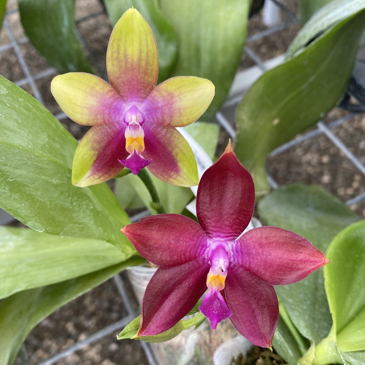 Phalaenopsis Germaine Vincent var. blue × Dragon Tree Eagle