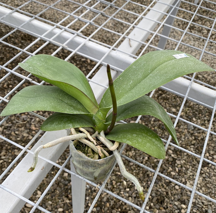 Phalaenopsis Miki Imperial Beauty