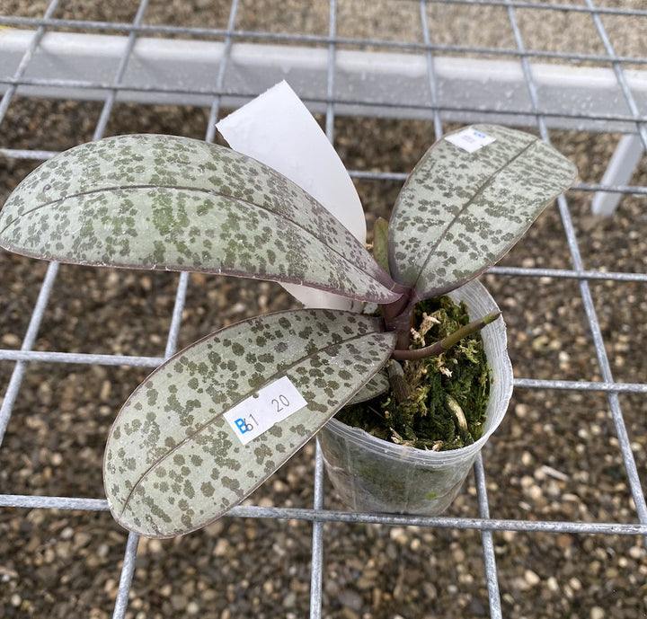 Phalaenopsis schilleriana (silver leaves) × stuartiana var. nobilis