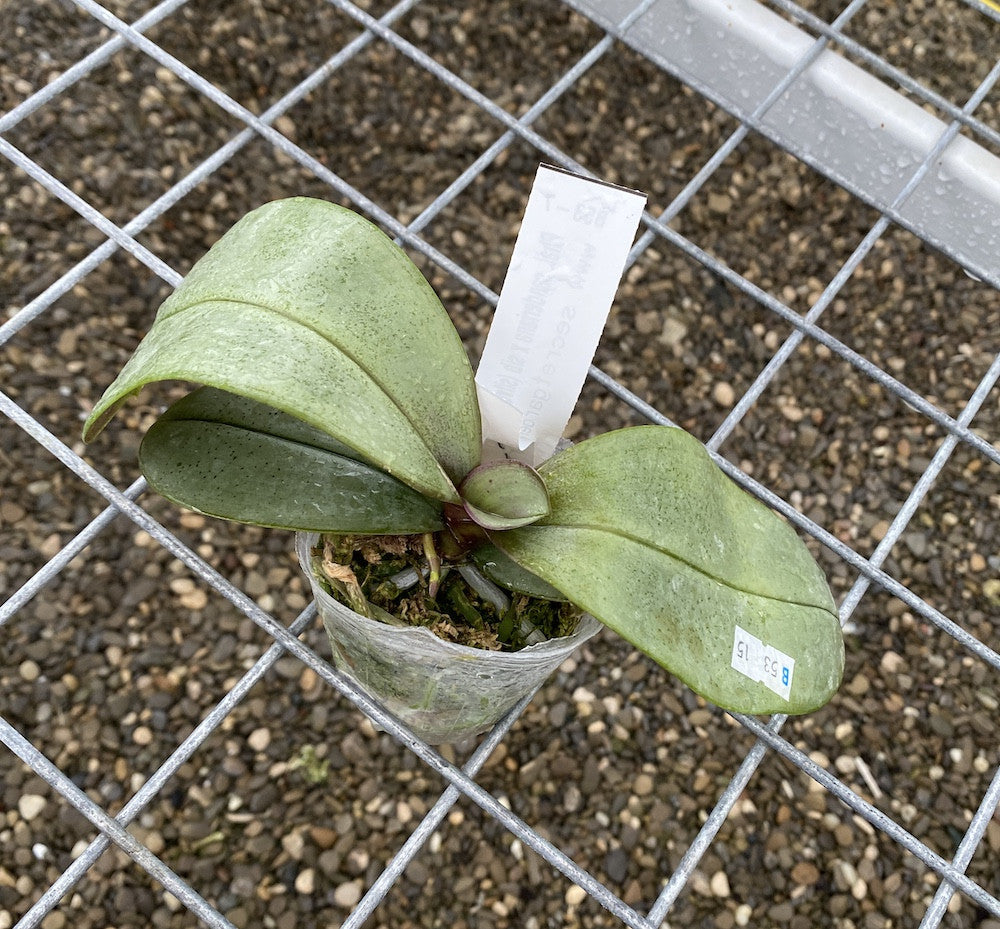 Phalaenopsis sanderiana × sib (frunze argintii)