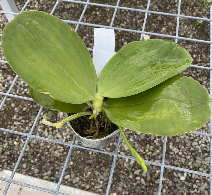 Phalaenopsis KS Super Zebra '84'