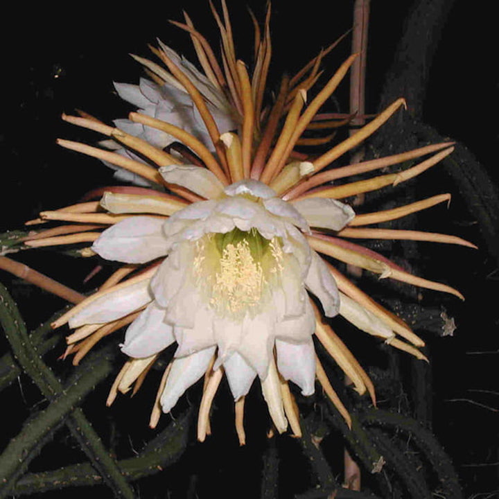 Selenicereus grandiflorus (Regina noptii)