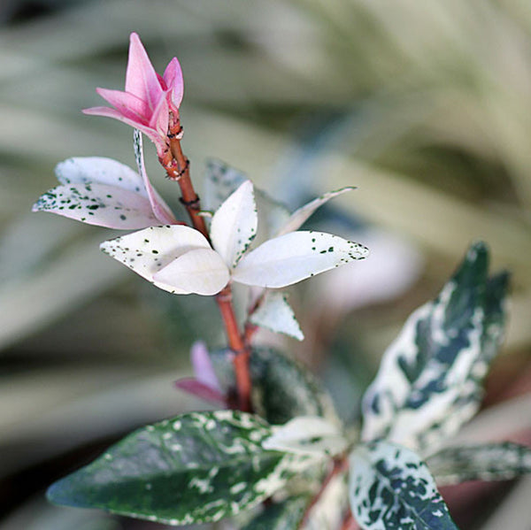Trachelospermum jasminoides cameleon - frunze variegate & flori parfumate