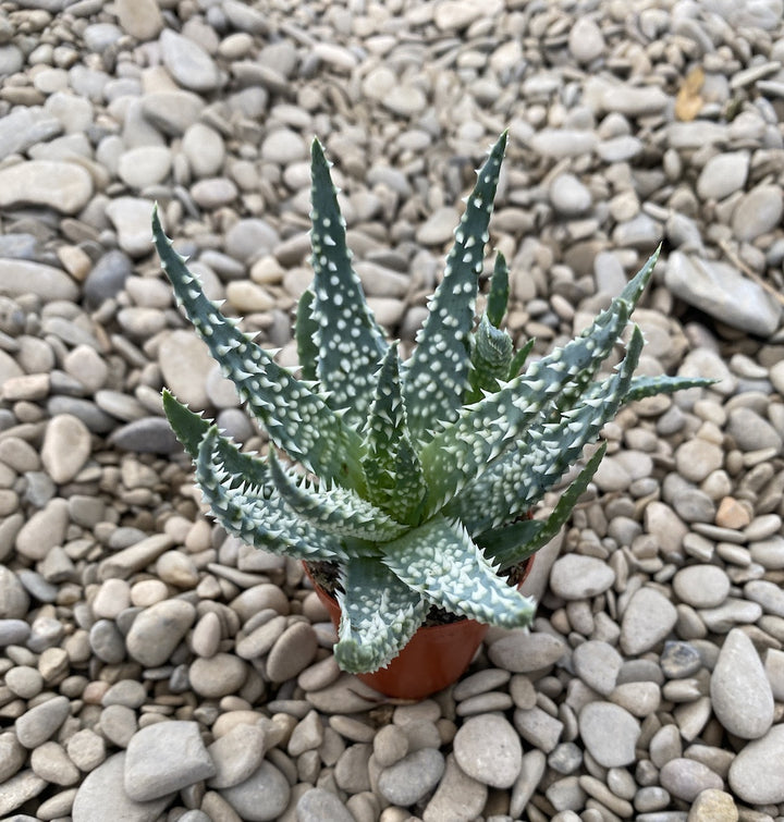 Aloe erinacea