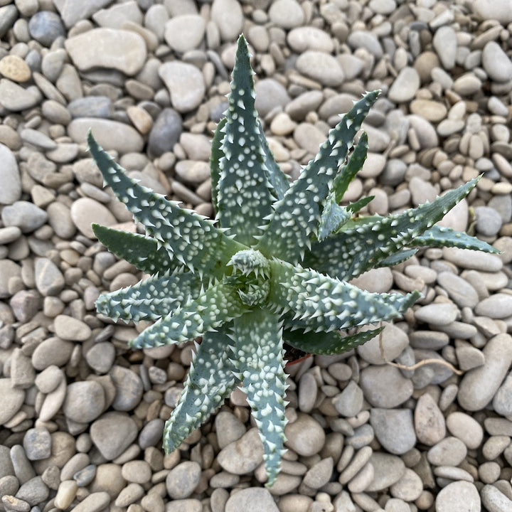 Aloe erinacea