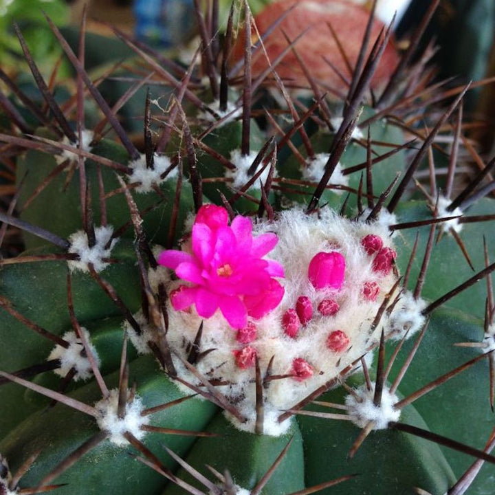 Cactus Melocactus Azureus