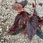 Begonia 'Polka Dot Pink'