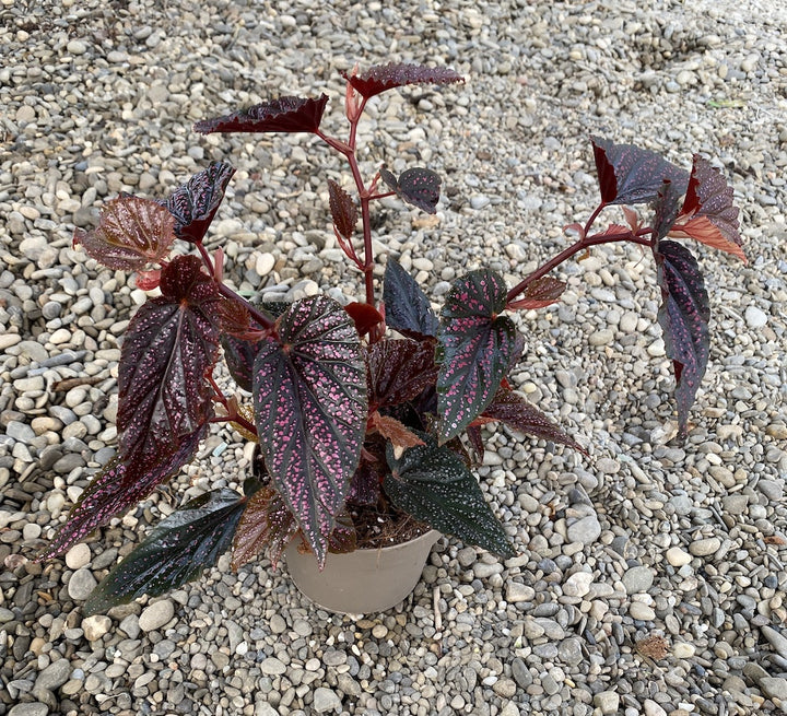 Begonia 'Polka Dot Pink'