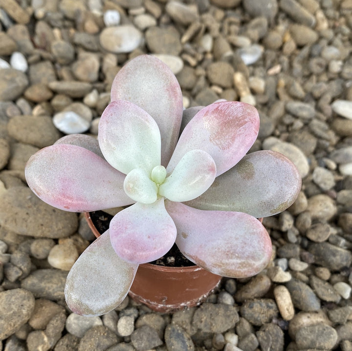 Pachyphytum oviferum