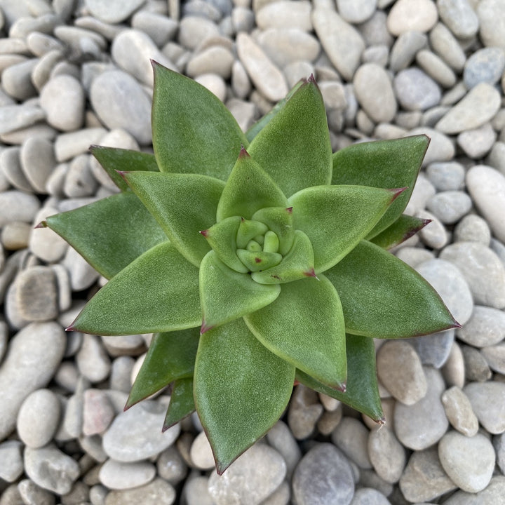 Echeveria Pluto Galaxy